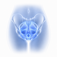 Pelvic training mode illustration